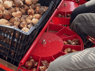 56 - Semence Traitement, Semis  - Semis - Planteuse de pommes de terre F300L