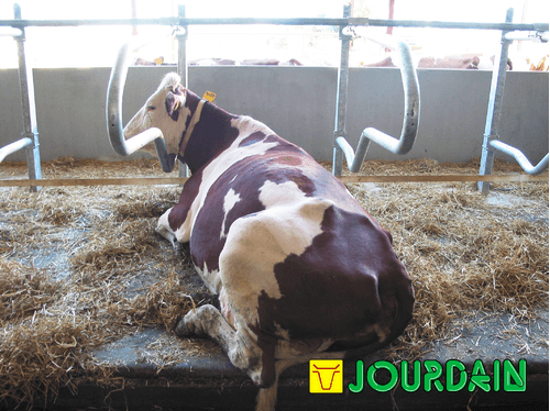 21 - Elevage - Matériel - Logettes à veaux JOURDAIN