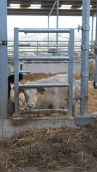 21 - Elevage - Matériel - Barrière  4 lisses