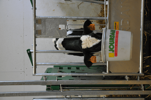 21 - Elevage - Matériel - Cases à veaux JOURDAIN