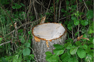 Matériel forestier - Autres matériels forestiers - Grappin XYLOCUT - XYLOGRIP